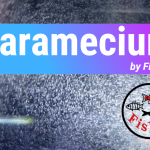 Culturing Paramecium